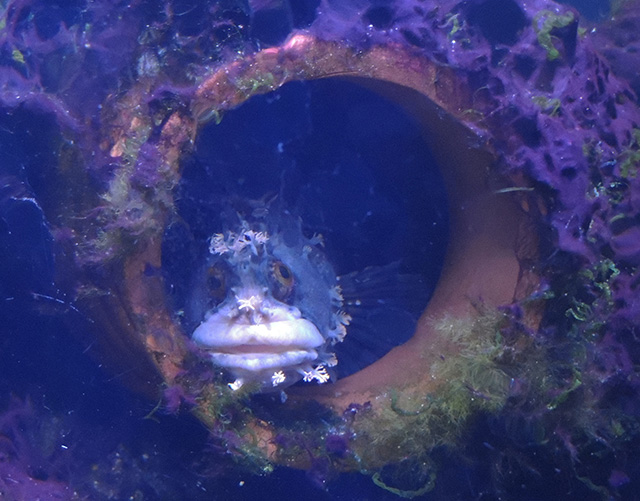 フサギンボ/横浜・八景島シーパラダイス(神奈川県/横浜市)