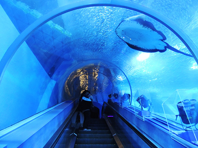 海中エスカレーター/横浜・八景島シーパラダイス(神奈川県/横浜市)