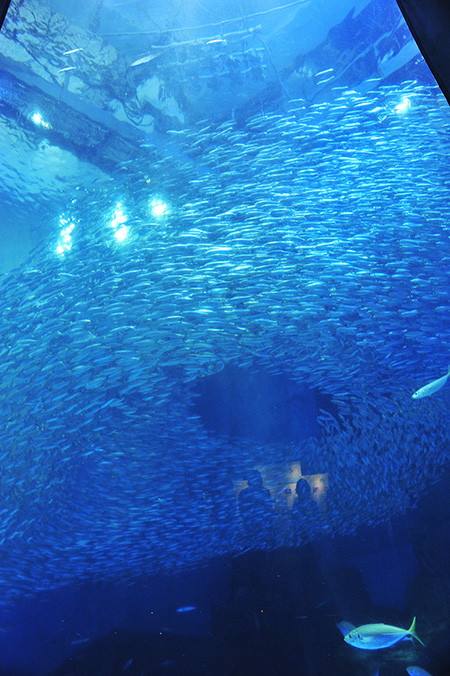 スーパーイワシイリュージョン/横浜・八景島シーパラダイス(神奈川県/横浜市)