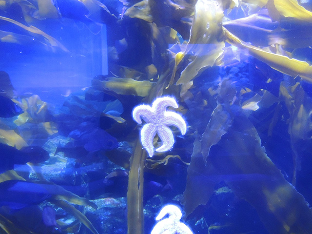 マヒトデ/横浜・八景島シーパラダイス(神奈川県/横浜市)