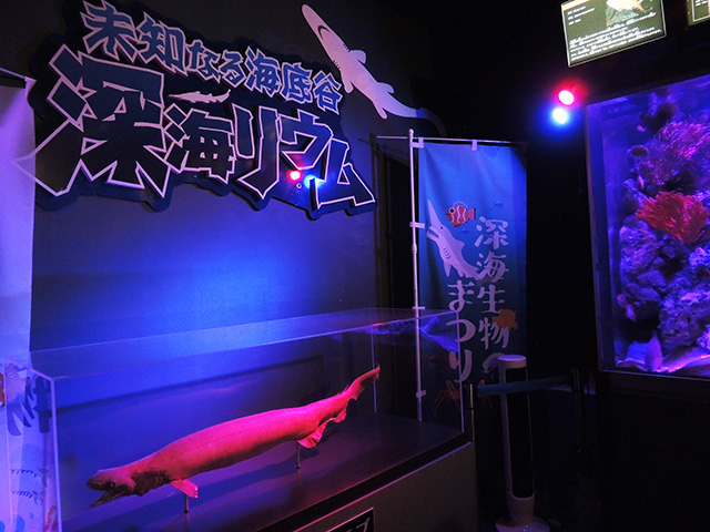 深海魚・ラブカの標本を展示/横浜・八景島シーパラダイス(神奈川県/横浜市)