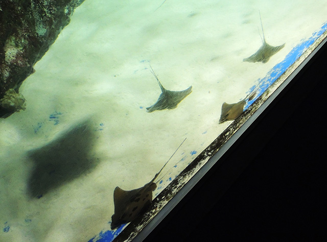 トビエイ/横浜・八景島シーパラダイス(神奈川県/横浜市)