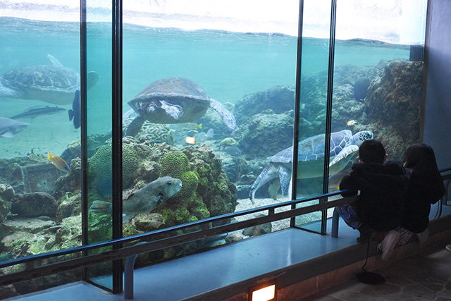 「アオウミガメ」の水槽/横浜・八景島シーパラダイス(神奈川県/横浜市)