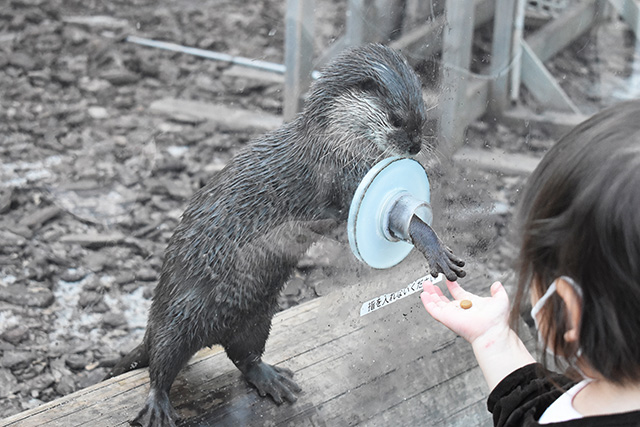 コツメカワウソとあくしゅ/横浜・八景島シーパラダイス(神奈川県/横浜市)
