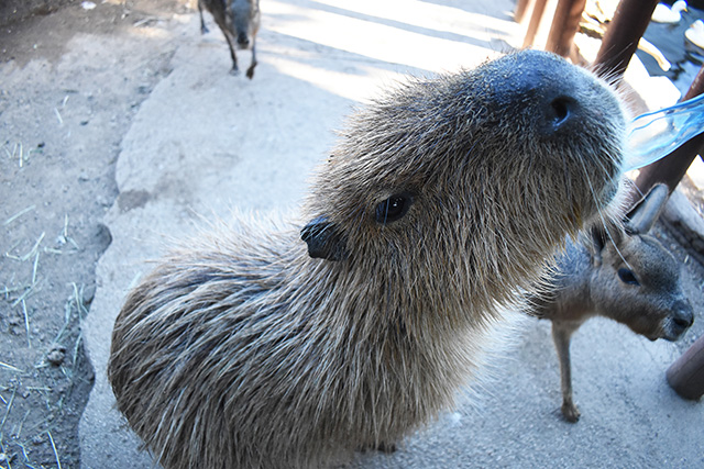 カピバラにエサやり体験/横浜・八景島シーパラダイス(神奈川県/横浜市)