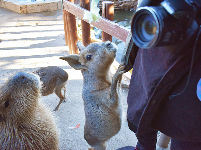 マーラにエサやり体験/横浜・八景島シーパラダイス(神奈川県/横浜市)
