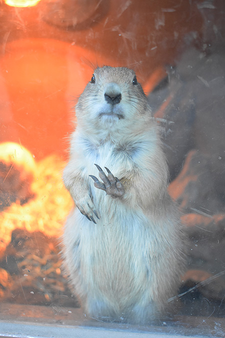 オグロプレーリードッグ/横浜・八景島シーパラダイス(神奈川県/横浜市)