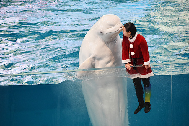 シロイルカのコーナー/横浜・八景島シーパラダイス(神奈川県/横浜市)