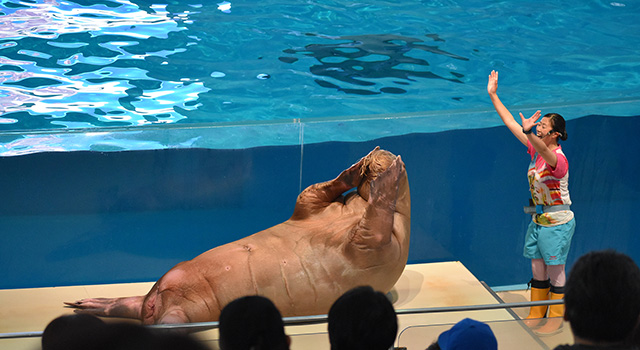 セイウチのパフォーマンス/横浜・八景島シーパラダイス(神奈川県/横浜市)
