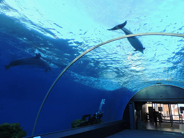 バンドウイルカ/横浜・八景島シーパラダイス(神奈川県/横浜市)