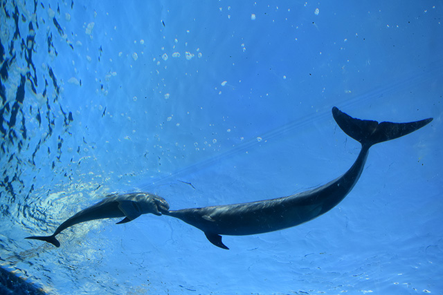 バンドウイルカのツーショット/横浜・八景島シーパラダイス(神奈川県/横浜市)