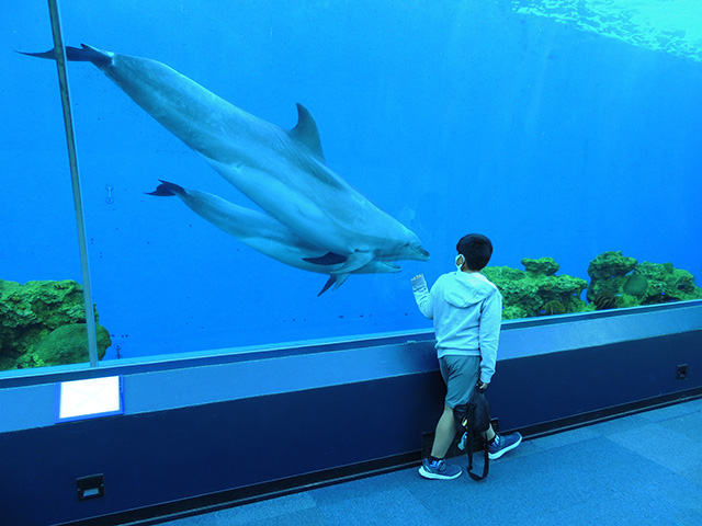イルカの親子/横浜・八景島シーパラダイス(神奈川県/横浜市)