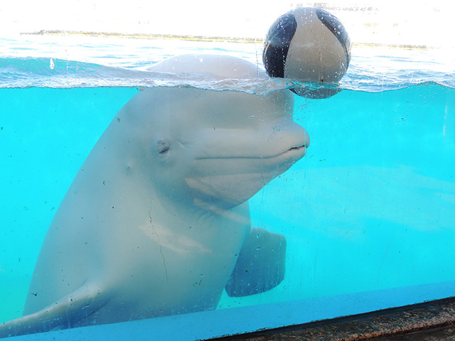 ホエールオーシャン/横浜・八景島シーパラダイス(神奈川県/横浜市)
