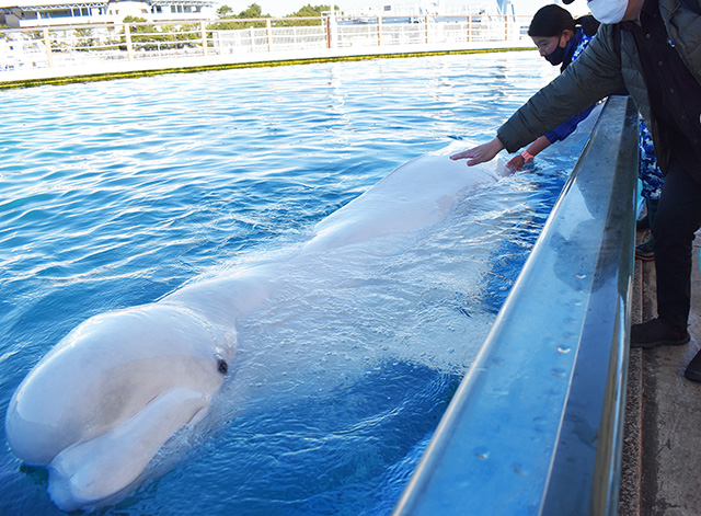 シロイルカの背中にタッチ/横浜・八景島シーパラダイス(神奈川県/横浜市)