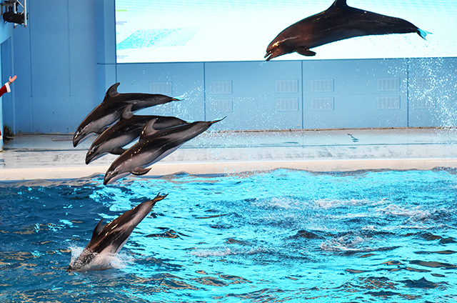 海と動物たちのショー/横浜・八景島シーパラダイス(神奈川県/横浜市)