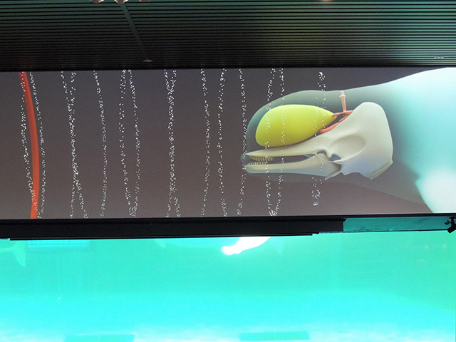 シロイルカの“エコーロケーション”についての解説/鴨川シーワールド(千葉県/鴨川市)