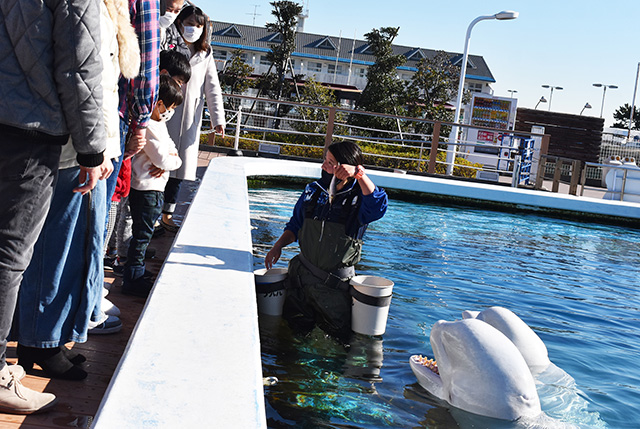 「シロイルカのおでこにタッチ」の様子/横浜・八景島シーパラダイス(神奈川県/横浜市)
