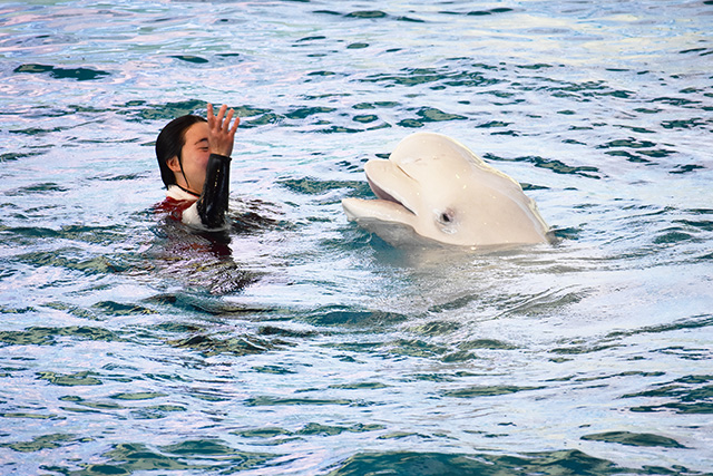 トレーナーさんと息がぴったりなシロイルカ/横浜・八景島シーパラダイス(神奈川県/横浜市)
