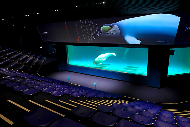 シアタータイプのベルーガパフォーマンス/鴨川シーワールド(千葉県/鴨川市)