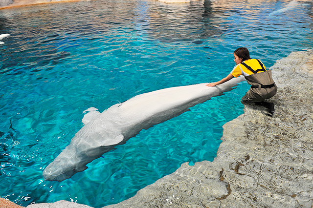 体温測定時のベルーガの姿勢/名古屋港水族館(愛知県/名古屋市)