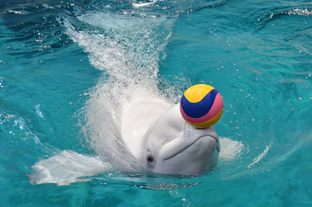 ボールを操るベルーガ/名古屋港水族館(愛知県/名古屋市)