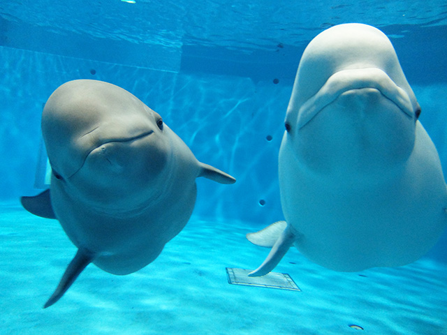 シロイルカの親子“アーリャ”と“ミーリャ”/しまね海洋館アクアス(島根県/浜田市)