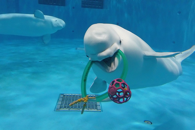 遊具でうれしそうに遊ぶシロイルカ/しまね海洋館アクアス(島根県/浜田市)