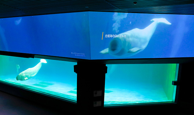 北極海に暮らす白いイルカがシロイルカです/鴨川シーワールド(千葉県/鴨川市)