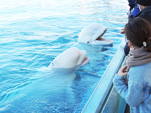 好奇心旺盛のシロイルカ/横浜・八景島シーパラダイス(神奈川県/横浜市)