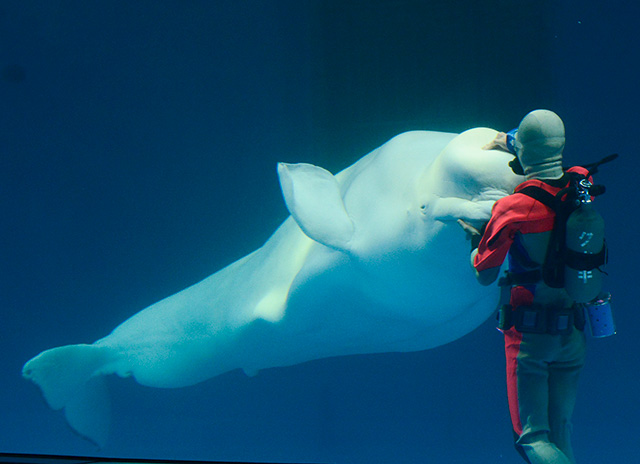 シロイルカのおでこを触る様子/鴨川シーワールド(千葉県/鴨川市)