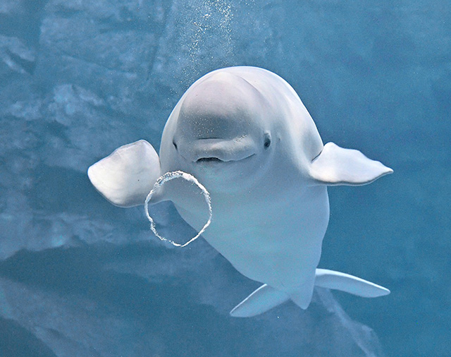 キレイなバブルリングを作るシロイルカ/名古屋港水族館(愛知県/名古屋市)
