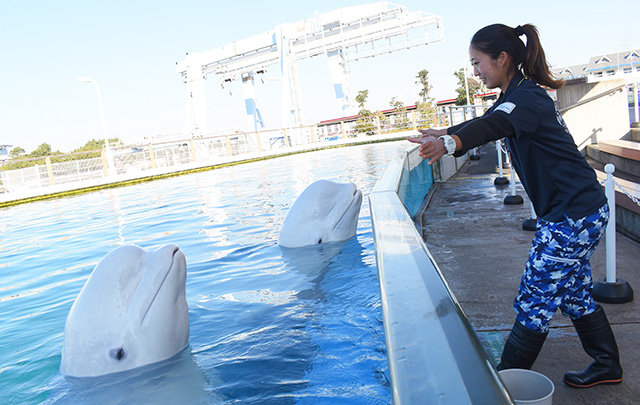 シロイルカにサインを送る様子/横浜・八景島シーパラダイス(神奈川県/横浜市)