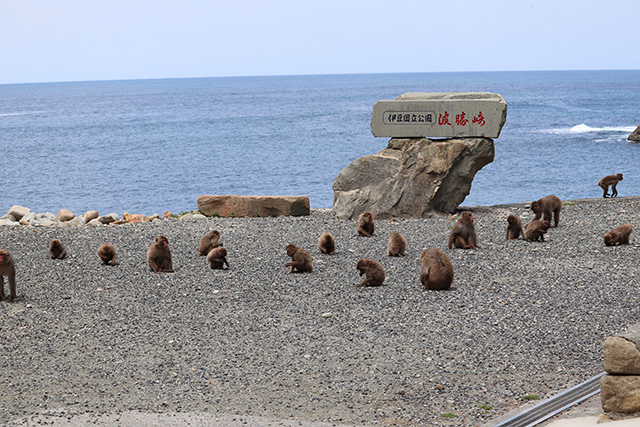 波勝崎モンキーベイ(静岡県/南伊豆町)