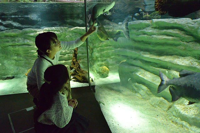 アマゾンゾーン/カワスイ 川崎水族館(神奈川県/川崎市)