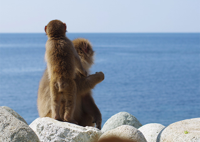 海を眺める猿の親子/波勝崎モンキーベイ(静岡県/南伊豆町)