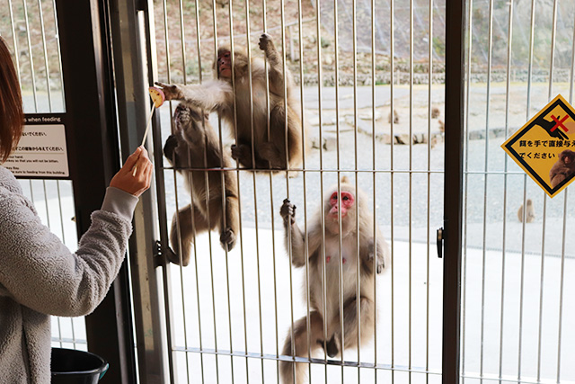 フェンス越しのエサやり体験/波勝崎モンキーベイ(静岡県/南伊豆町)