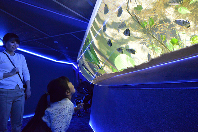 オセアニア・ アジアゾーン/カワスイ 川崎水族館(神奈川県/川崎市)