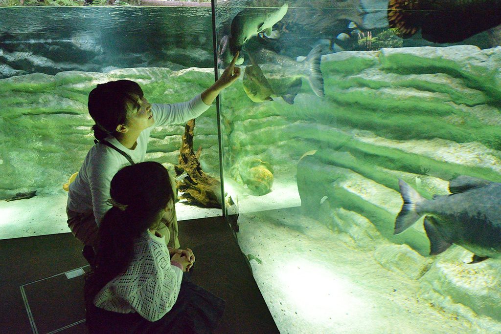 アマゾンゾーン/カワスイ 川崎水族館（神奈川県/川崎市）