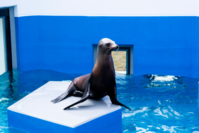 大きなヒレ状の足を使って上手に歩くアシカ/四国水族館（香川県/宇多津町）