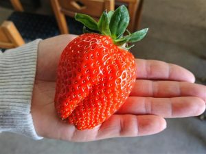 食べ放題のあまおう狩りも！福岡県のおすすめいちご狩りスポット（～2022年5月頃）