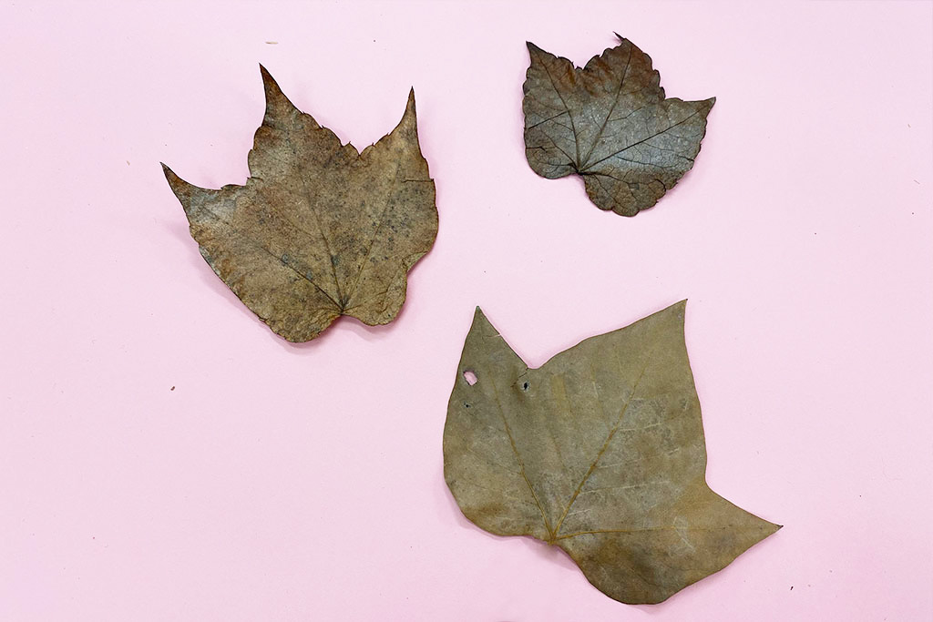 恐竜の足跡に見える落ち葉