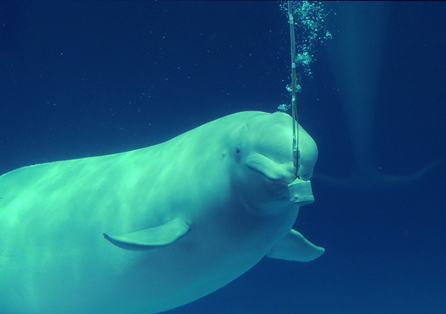 水中のマイクに向かって鳴くパフォーマンスをするシロイルカ/鴨川シーワールド(千葉県/鴨川市)