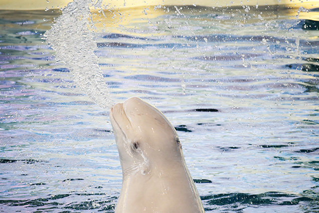シロイルカのパフォーマンスの様子/横浜・八景島シーパラダイス(神奈川県/横浜市)