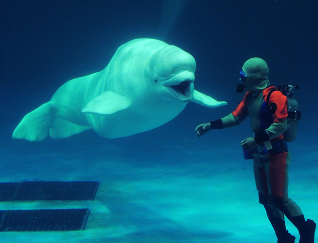 トレーナーさんとベルーガ/鴨川シーワールド(千葉県/鴨川市)
