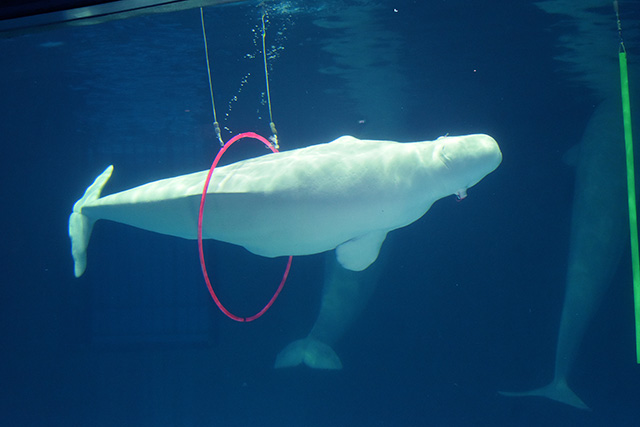 障害物をよけて泳ぐベルーガ/鴨川シーワールド(千葉県/鴨川市)