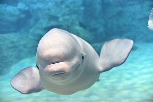 シロイルカ(ベルーガ)とは？日本のおすすめ水族館を紹介！性格や知能、おでこの秘密