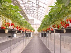 関西の電車で行けるいちご狩りまとめ(2025春/大阪・兵庫など)駅近または送迎あり