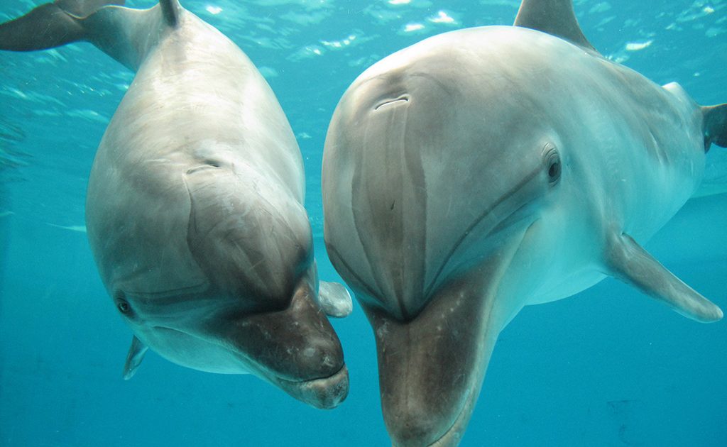 ご当地キティ しながわ水族館 品川水族館 ピンク イルカ しながわ水族館を徹底解剖！イルカショーがイチオシ！最寄り駅は品川駅