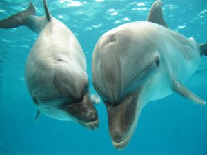 しながわ水族館を徹底解剖！イルカショーがイチオシ！最寄り駅は品川駅じゃない!?