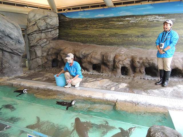ペンギンについての「しな水いきものト~ク」/しながわ水族館(東京都/品川区)